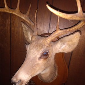 Meet your Posher, Calderón